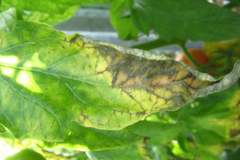 Clavibacter michiganensis subsp. michiganensis (bacterieverwelkingsziekte)