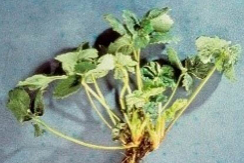 Ditylenchus dipsaci (stengelaaltje)