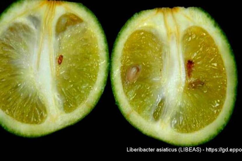 Door Candidatus Liberibacter aangetaste vrucht met  asymmetrische vervorming en bruine zaden.