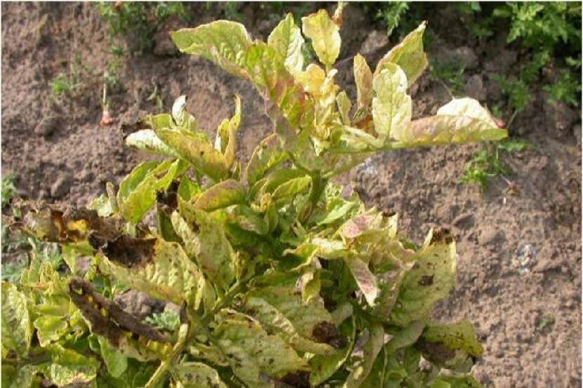 Door Candidatus Liberibacter solanacearum aangetaste aardappelplant.