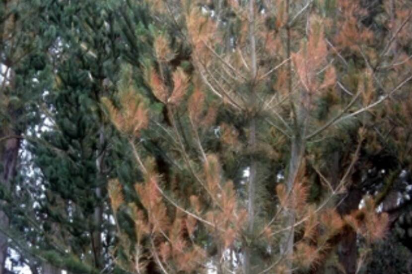 Dothistroma septosporum