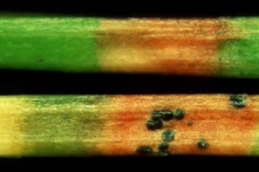 Dothistroma septosporum