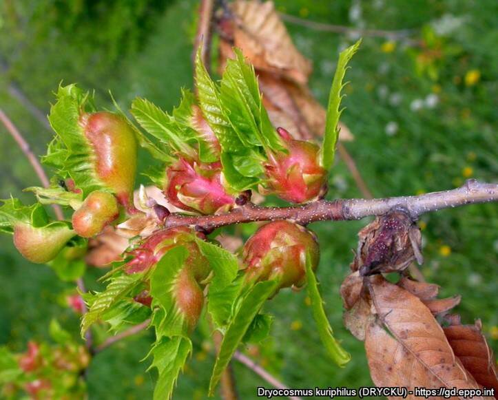 Gallen van Dryocosmus kuriphilus