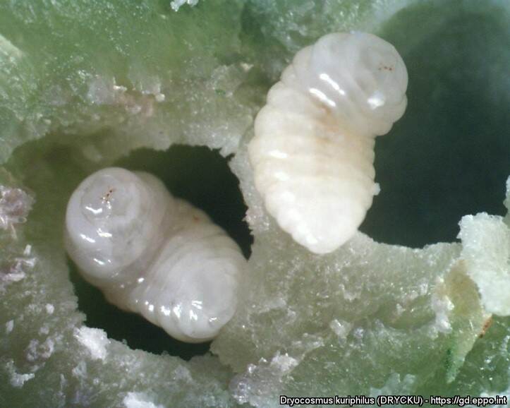 Dryocosmus kuriphilus larvae