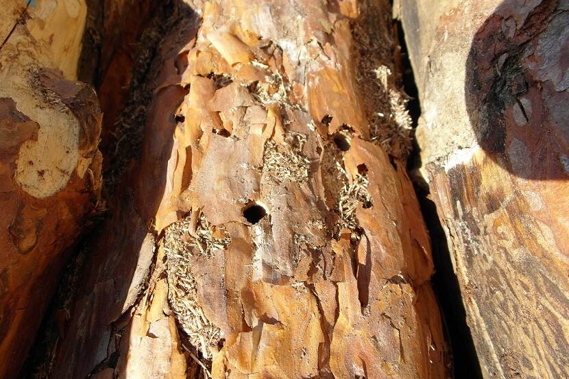 Een uitvlieggat van een Monochamus kever, de vector van B. xylophilus