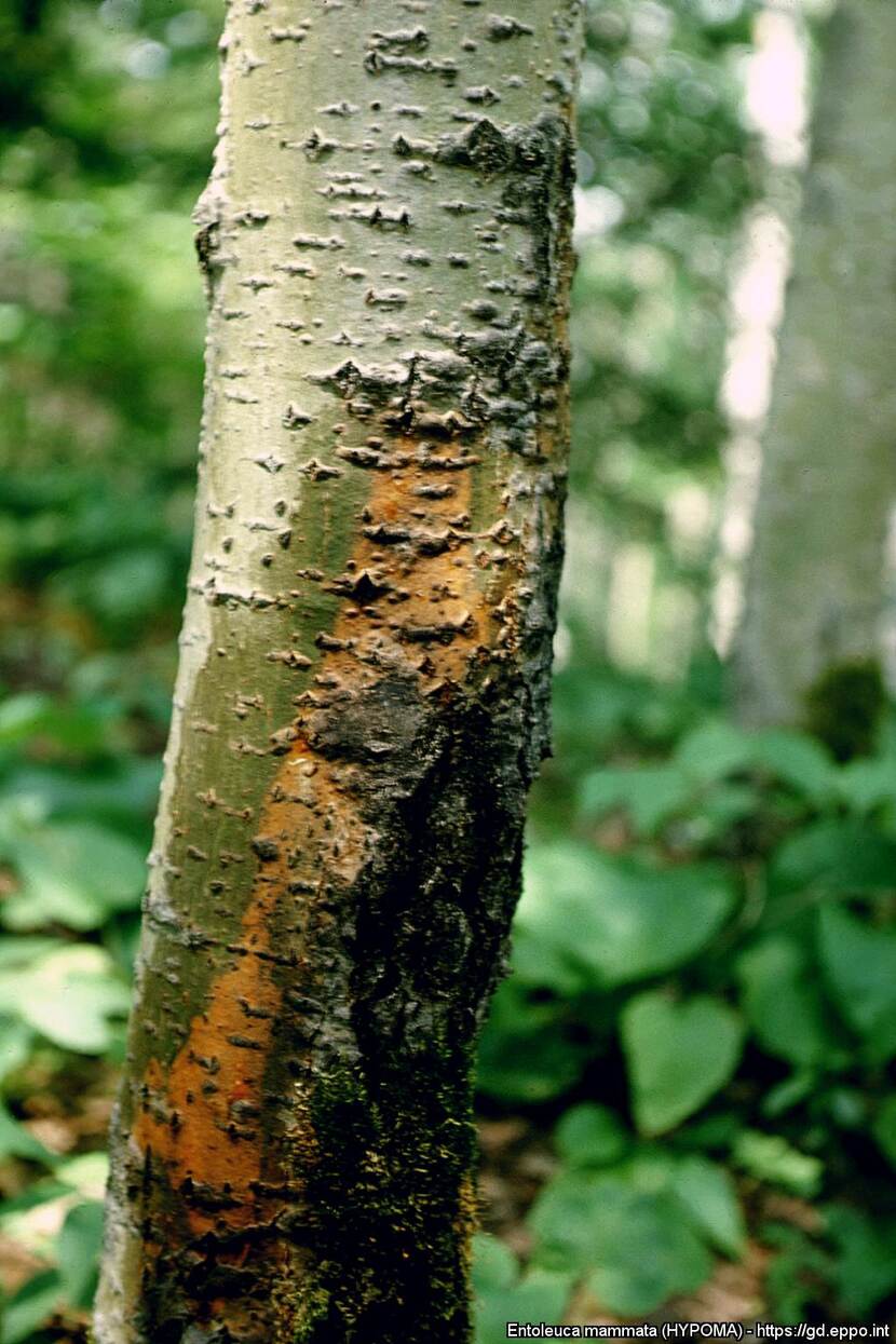 Entoleuca mammata opengescheurde bast populus