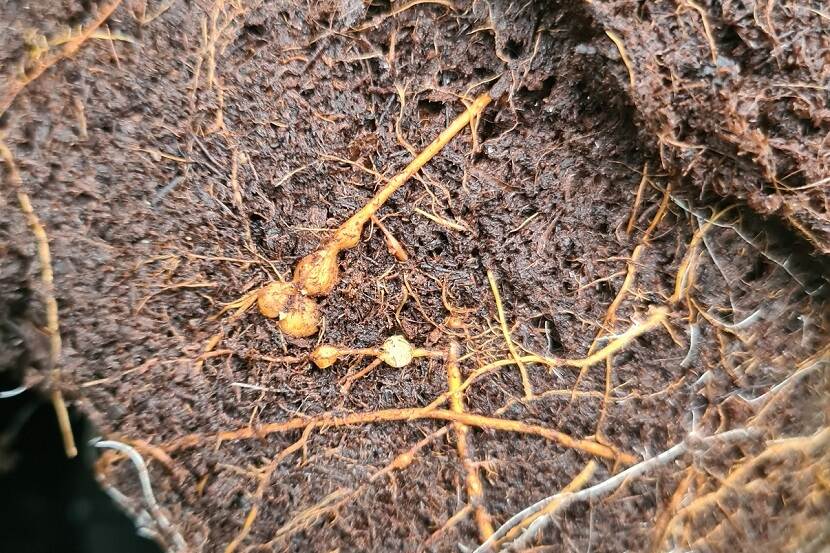 Meloidogyne enterolobii knobbels op Ficus microcarpa Ginseng