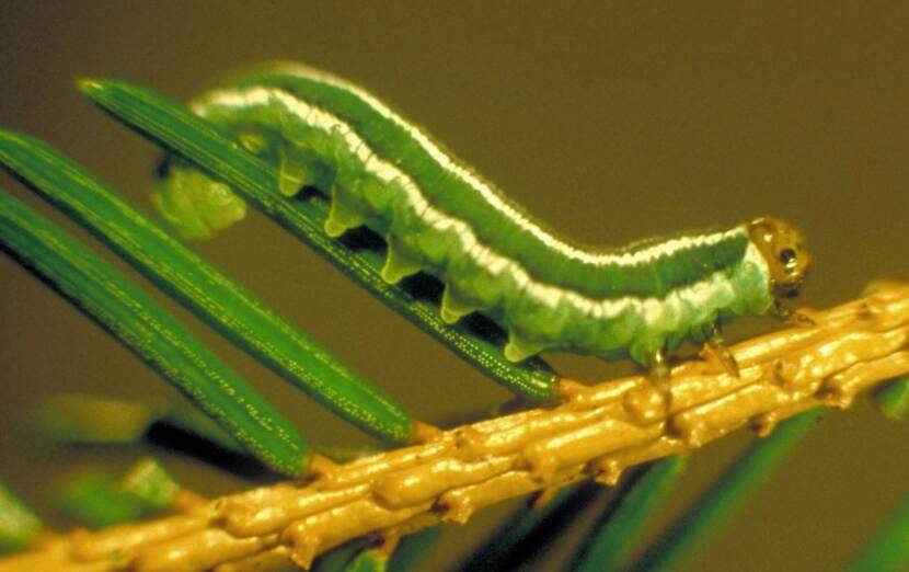 Bijna volgroeide larve van Gilpinia hercyniae