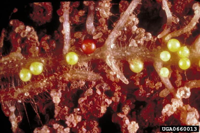 Globodera rostochiensis bolletjes op wortel