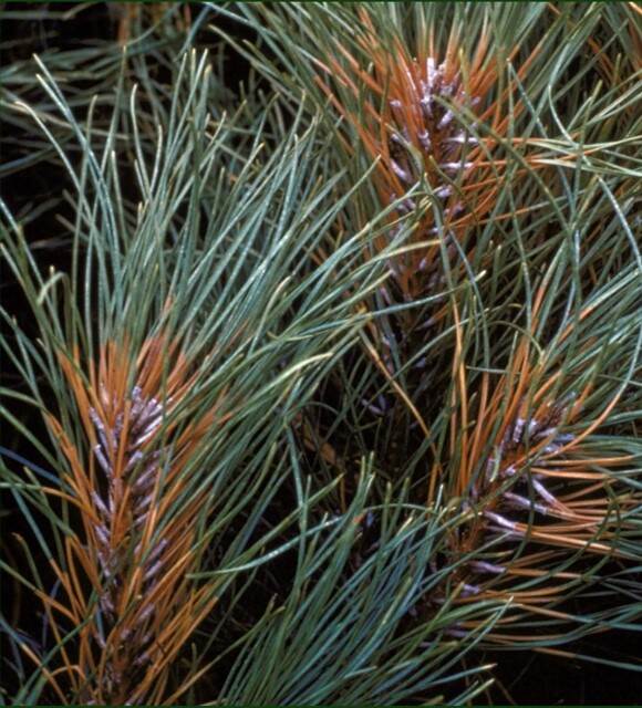 Verkleuring van de naaldbasis en wasuitscheiding op Pinus door Gremmeniella abietina