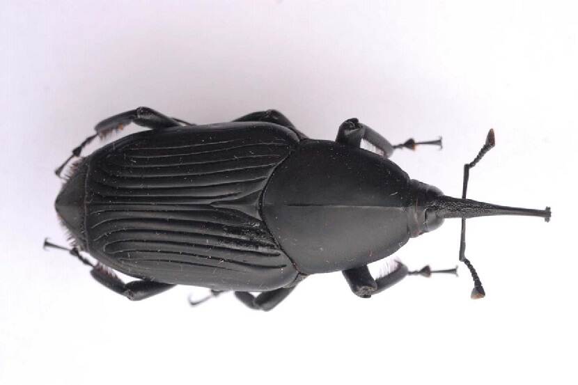 Kever van Rhynchophorus palmarum