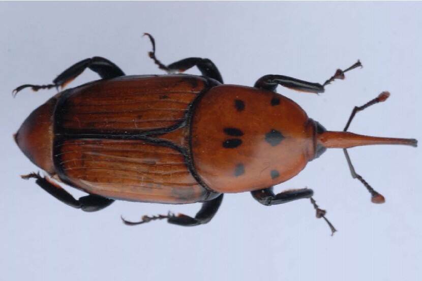 Kever van Rhynchophorus ferrugineus