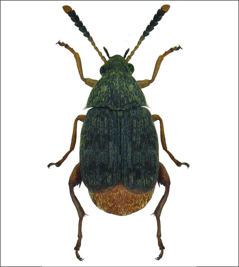 Kever van Acanthoscelides obtectus