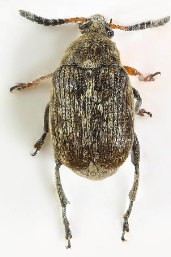 Kever van Bruchus rufimanus