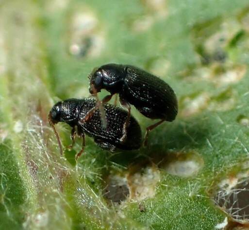 Kevers van Epitrix sp.