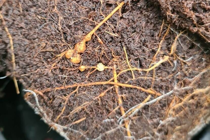Knobbels op Ficus microcarpa 'Ginseng' veroorzaakt door Meloidogyne enterolobii