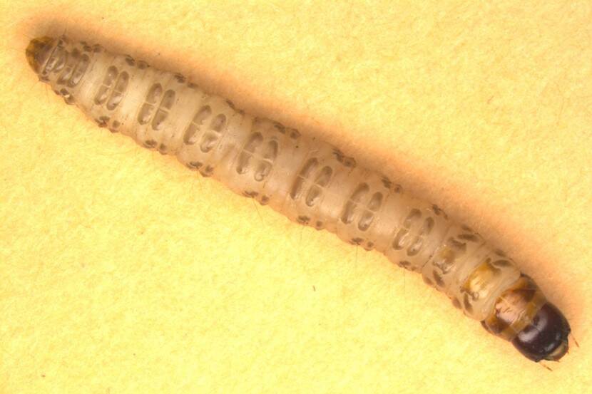 Opogona larva dorsal