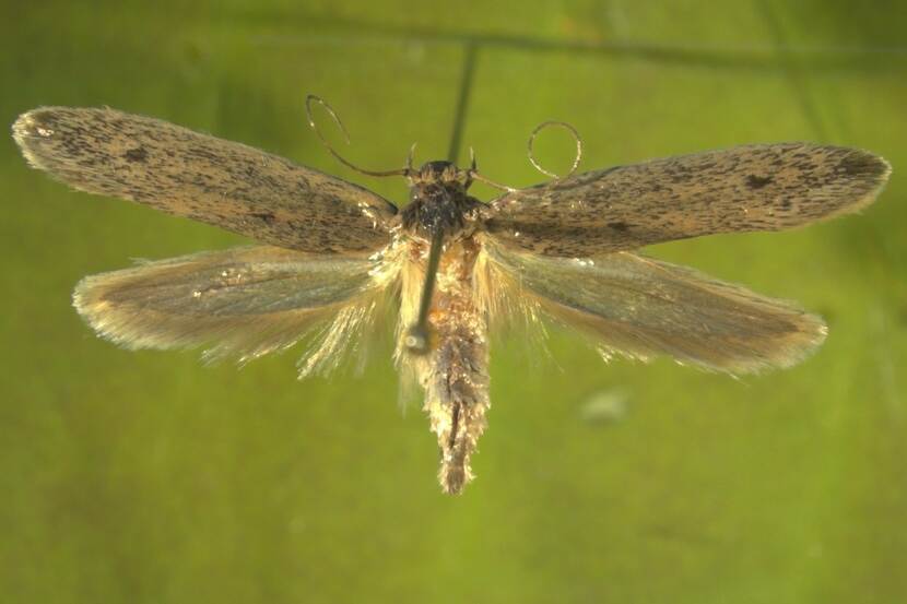 Opogona sacchari adult female