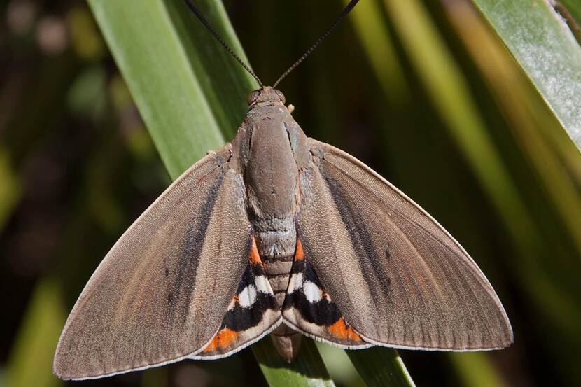 Paysandisia Archon adult