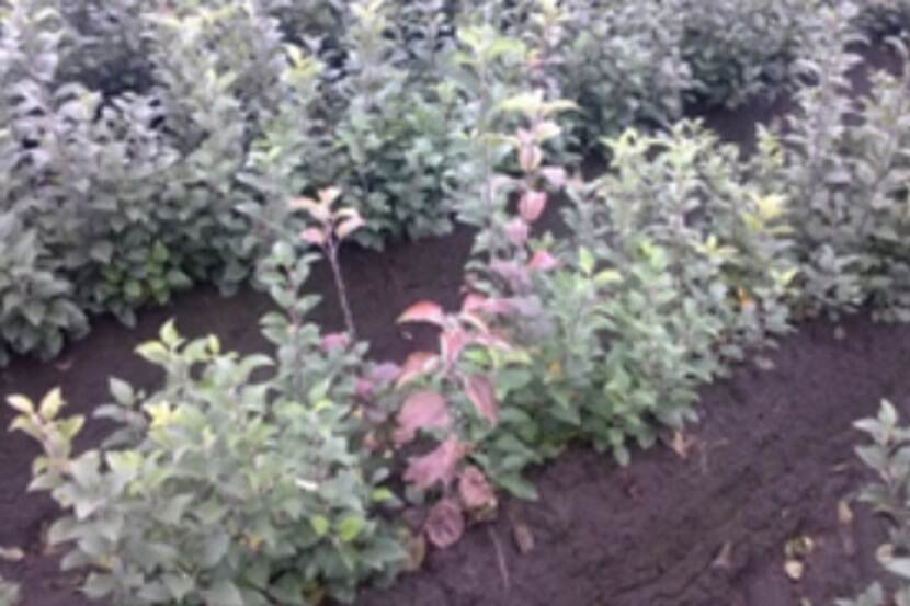 Phytophthora cactorum (stengelbasisrot)