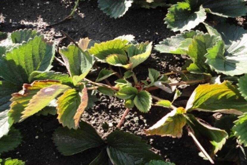 Phytophthora cactorum (stengelbasisrot)