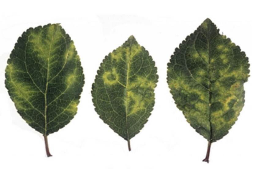 Plum pox virus (Pruimensharkavirus)