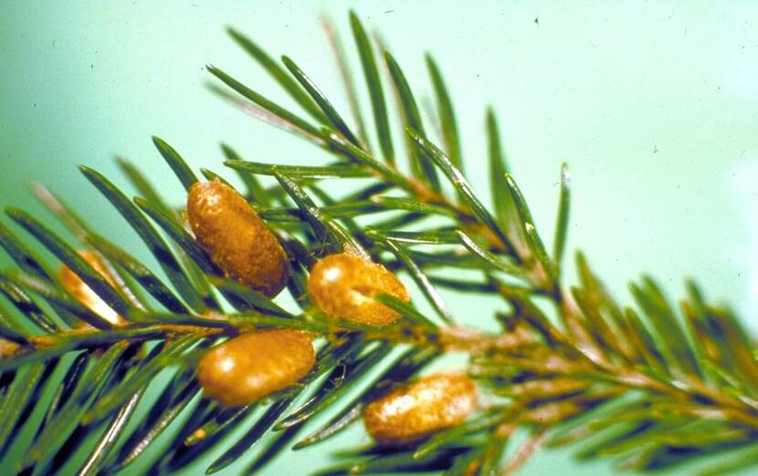 Pop-cocons van de zomergeneratie van Gilpinia hercyniae