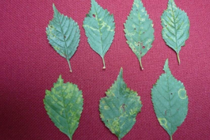 Prunus necrotic ringspot virus (necrotische bladvlekkenvirus van Prunus)