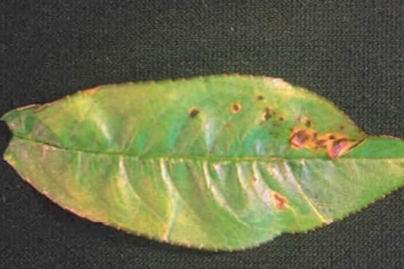 Pseudomonas syringae pv. persicae (bacterial dieback of nectarine/peach)
