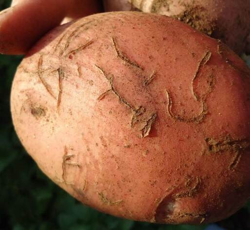 Schade door Epitrix sp. op aardappel