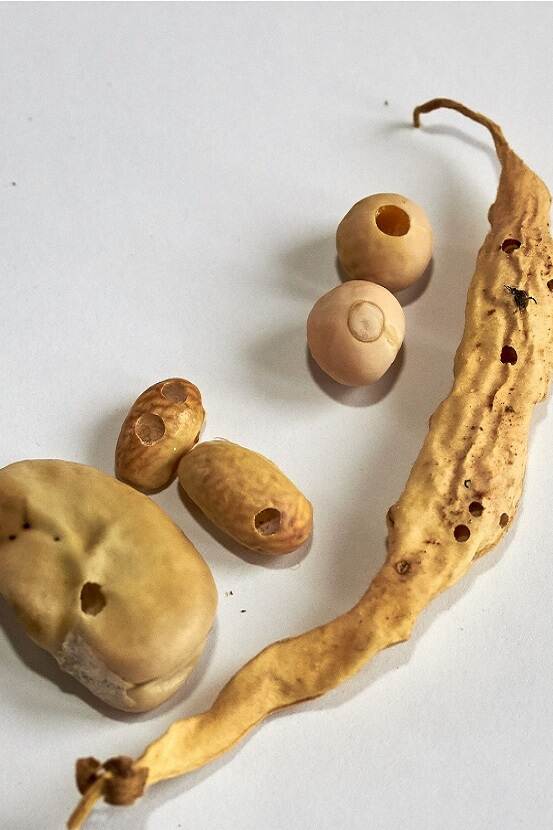 Schadebeeld van Bruchus rufimanus