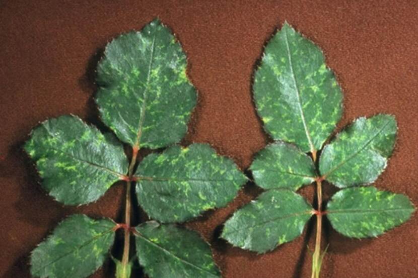 Strawberry latent ringspot virus