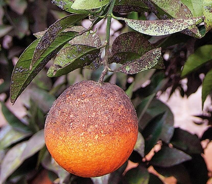 Symptomen van Aleurocanthus spiniferus op sinaasappel