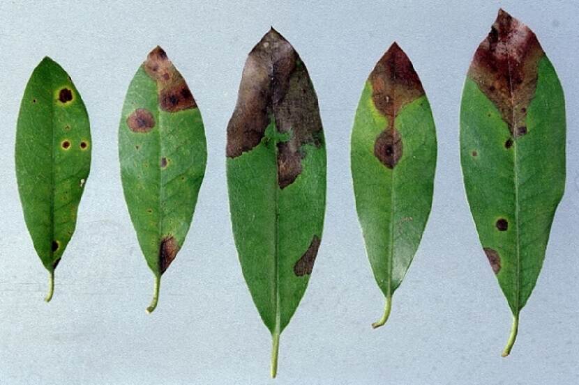 Symptoom van Phytophthora ramorum in bladeren van Rhododendron.