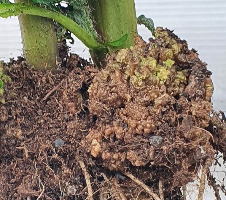 Wrat op stengels van een aardappelplant veroorzaakt door Synchytrium endobioticum