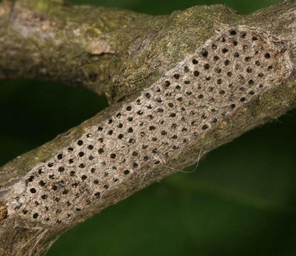 Uitgekomen eitjes van eikenprocessierups