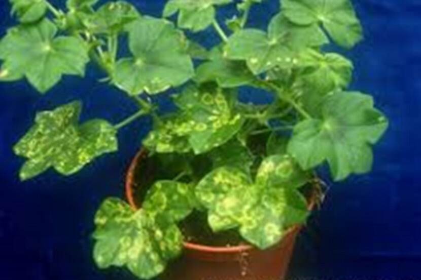 Tomato spotted wilt virus (tomatenbronsvlekkenvirus)