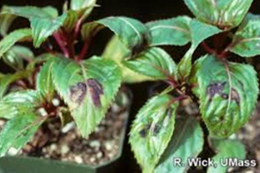 Tomato spotted wilt virus (tomatenbronsvlekkenvirus)