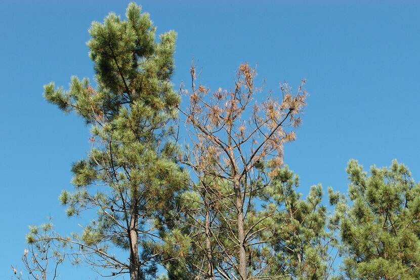Verdorde naalden en afsterving van een boom door B. xylophilus