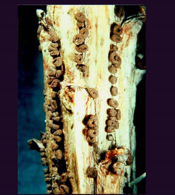 Vruchtlichamen van Gremmeniella abietina