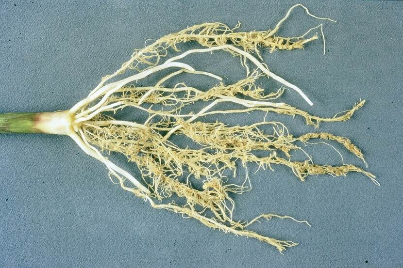 Wortelstelsel van mais met knobbels veroorzaakt door Meloidogyne chitwoodi