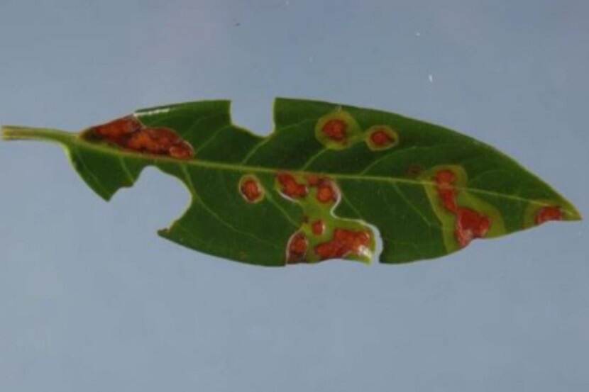 Xanthomonas arboricola pv. pruni (bacterievlekkenziekte van steenvruchten)