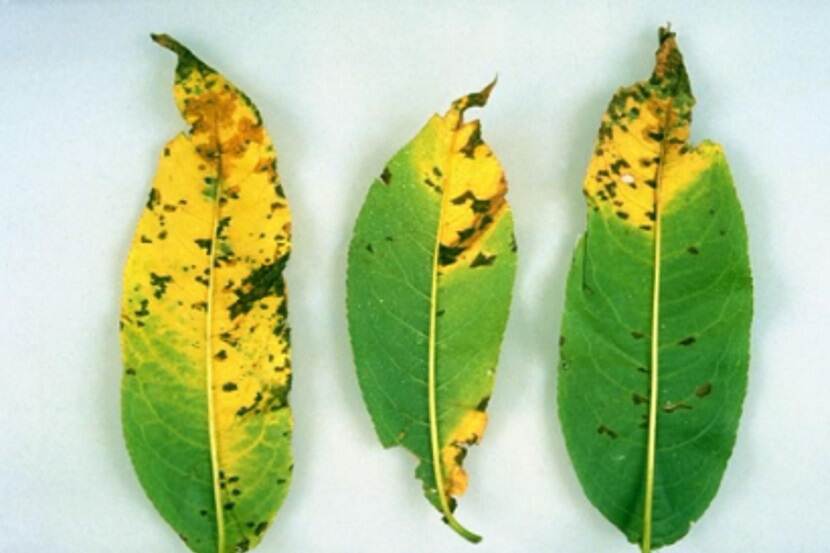 Xanthomonas arboricola pv. pruni (bacterievlekkenziekte van steenvruchten)