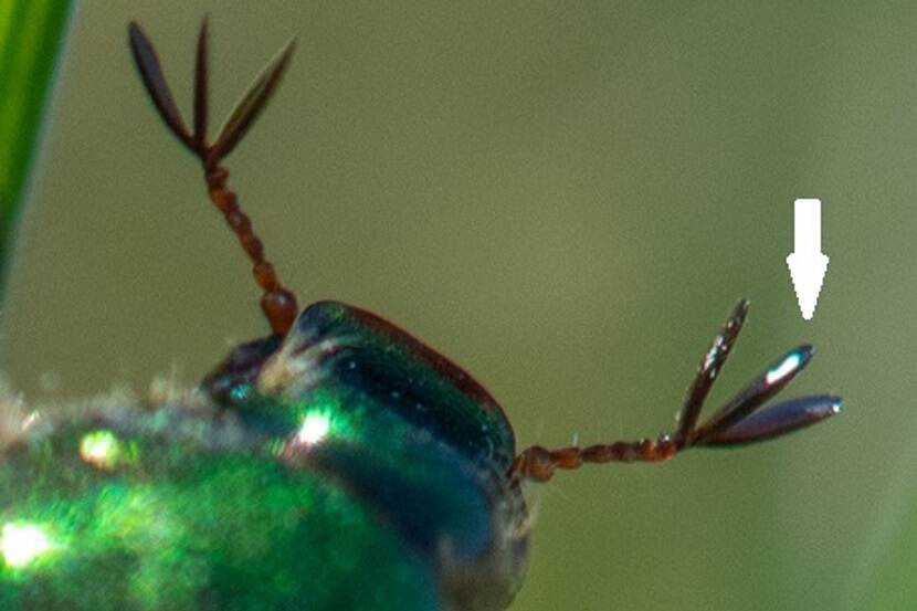 Kop van de Japanse kever met zwarte antenne met 3 lamellen