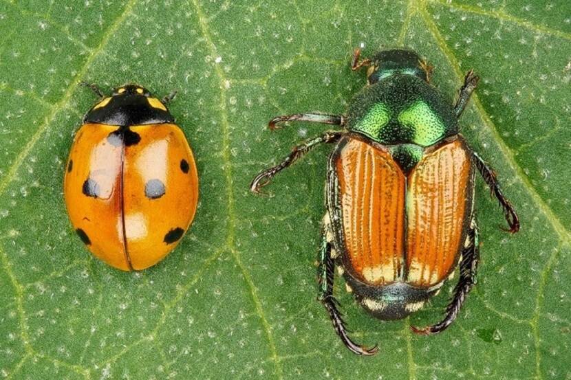 Lieveheersbeestje en Japanse kever naast elkaar op een blad