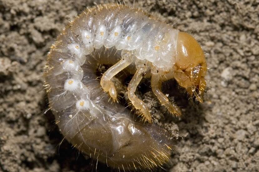 Popillia japonica larva