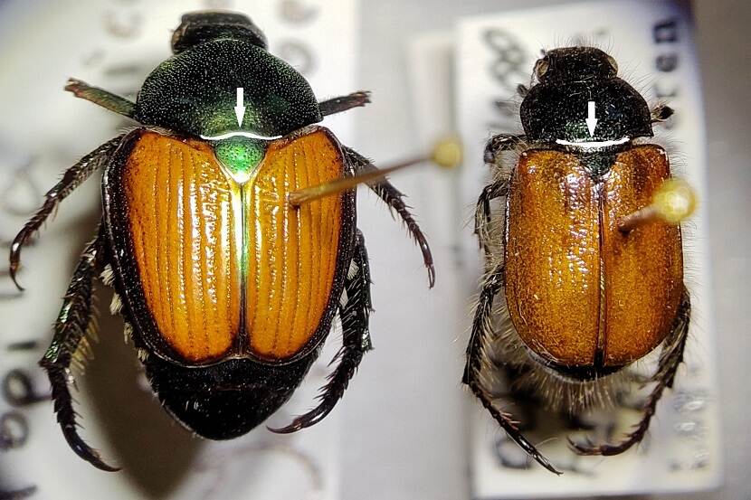 Popillia vs Phylloperta halsschild rand