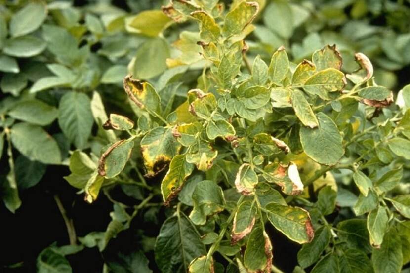 Door Clavibacter sepedonicus aangetaste aardappelplant