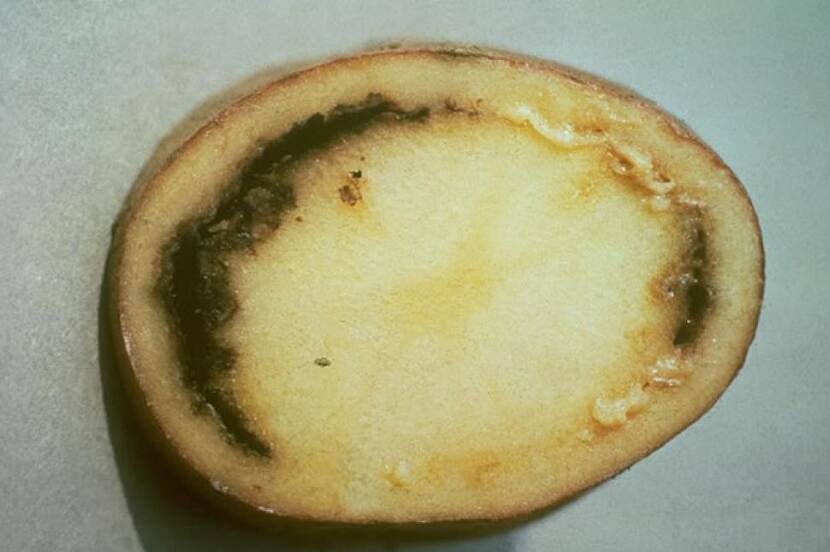 Door Clavibacter sepedonicus aangetaste knol van aardappel