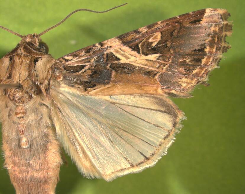Adult van Spodoptera litura
